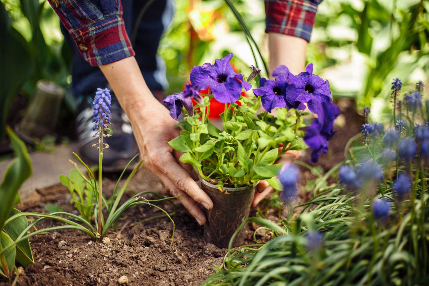 Get-Your-Irish-Garden-Spring-Summer-Ready